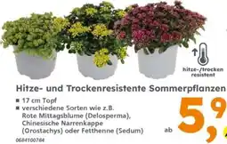 Globus Baumarkt Hitze- und Trockenresistente Sommerpflanzen Angebot