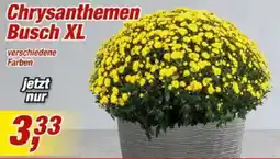 Posten Börse Chrysanthemen Busch XL Angebot