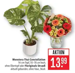 Marktkauf Monstera Thai Constellation Angebot