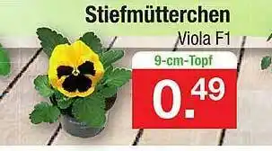 Zimmermann Stiefmütterchen Angebot