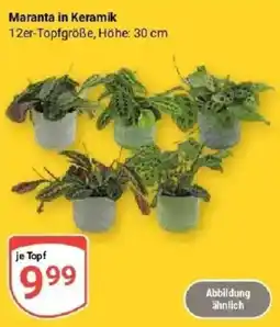 Globus Maranta in Keramik Angebot