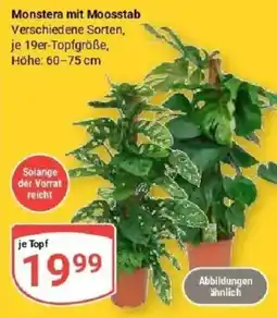 Globus Monstera mit Moosstab Angebot