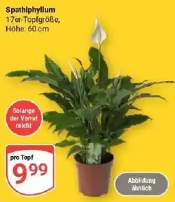 Globus Spathiphyllum Angebot