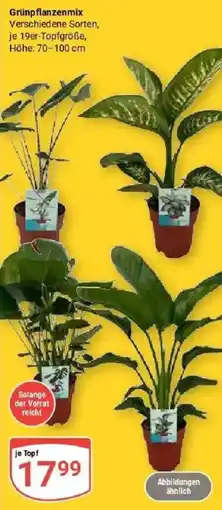 Globus Grünpflanzenmix Angebot