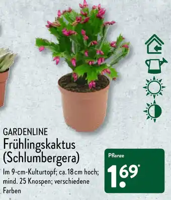 Aldi Nord Gardenline Frühlingskaktus (Schlumbergera) Angebot