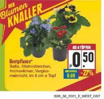 Edeka Beetpflanze Angebot