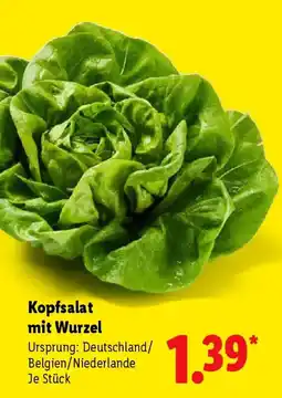 Lidl Kopfsalat mit Wurzel Angebot