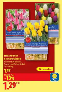 Lidl Holländische Blumenzwiebeln Angebot