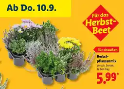 Lidl Herbstpflanzenmix Angebot