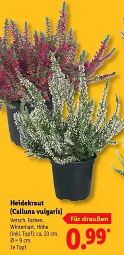 Lidl Heidekraut (Calluna vulgaris) Angebot