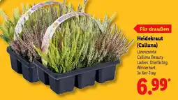 Lidl Heidekraut (Calluna) Angebot