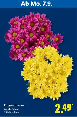 Lidl Chrysanthemen Angebot