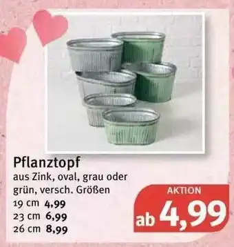 Feneberg Pflanztopf Angebot