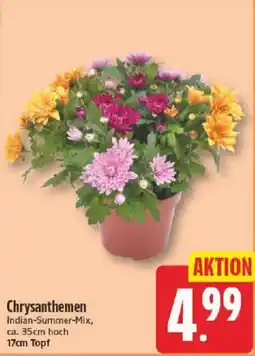 NP Discount Chrysanthemen Indian-Summer-Mix Angebot