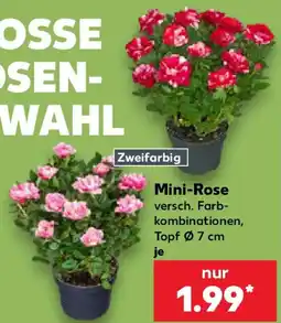 Kaufland Mini-Rose Angebot