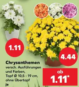 Kaufland Chrysanthemen Angebot