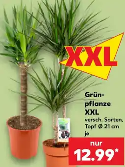 Kaufland Grünpflanze XXL Angebot