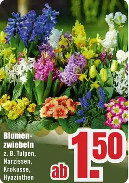 B1 Discount Baumarkt Blumenzwiebeln Angebot