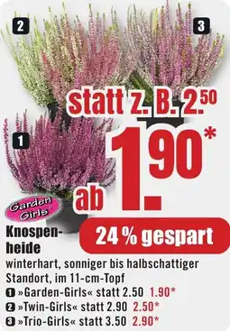 B1 Discount Baumarkt Garden Girls Knospenheide Angebot