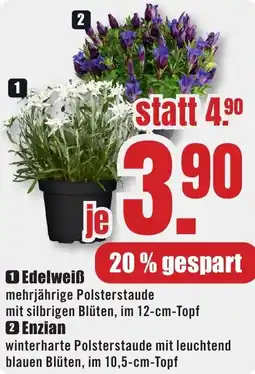 B1 Discount Baumarkt Edelweiß Angebot