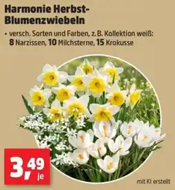 Thomas Philipps Harmonie Herbst-Blumenzwiebeln Angebot