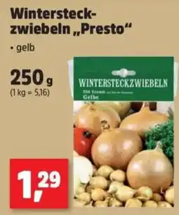 Thomas Philipps Wintersteckzwiebeln "Presto" Angebot