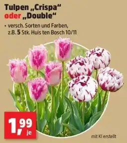 Thomas Philipps Tulpen "Crispa" oder "Double" Angebot