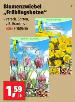 Thomas Philipps Blumenzwiebel "Frühlingsboten" Angebot