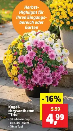 Thomas Philipps Kugelchrysantheme "Trio" Angebot