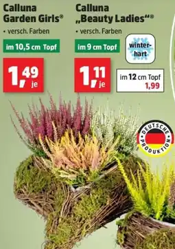Thomas Philipps Calluna Garden Girls Angebot
