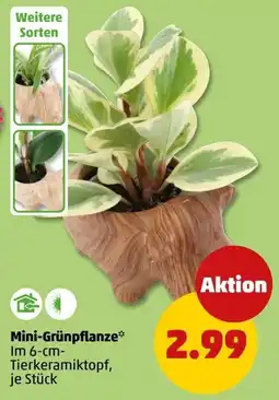 PENNY Mini-Grünpflanze* Angebot