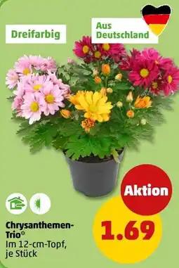 PENNY Chrysanthemen-Trio* Angebot