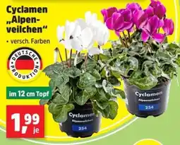 Thomas Philipps Cyclamen "Alpen-veilchen" Angebot