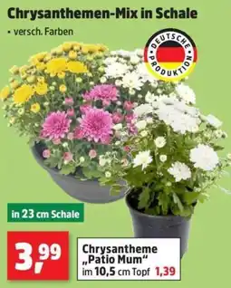 Thomas Philipps Chrysanthemen-Mix in Schale Angebot