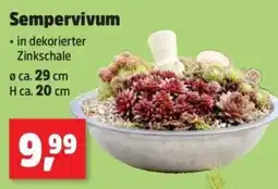 Thomas Philipps Sempervivum Angebot