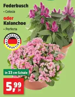 Thomas Philipps Federbusch oder Kalanchoe Angebot