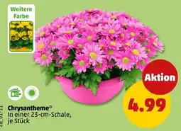 PENNY Chrysantheme* Angebot