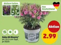 PENNY Hebe All Blooms* Angebot