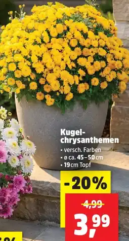 Thomas Philipps Kugelchrysanthemen Angebot