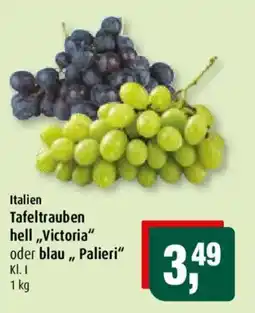 Markant Italien Tafeltrauben hell „Victoria“ oder blau „Palieri“ Angebot