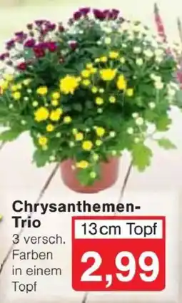 Jawoll Chrysanthemen-Trio Angebot
