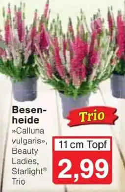 Jawoll Besenheide »Calluna vulgaris«, Beauty Ladies, Starlight® Trio Angebot