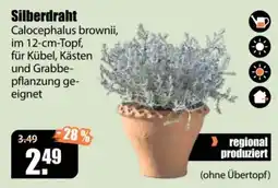 V Baumarkt Silberdraht Calocephalus brownii Angebot