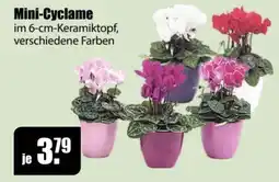 V Baumarkt Mini-Cyclame Angebot