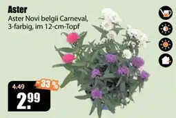 V Baumarkt Aster Novi belgii Carneval Angebot