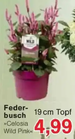 Jawoll Federbusch »Celosia Wild Pink« Angebot