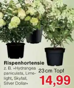 Jawoll Rispenhortensie Angebot