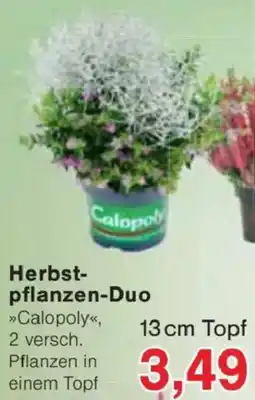 Jawoll Herbst-pflanzen-Duo »Calopoly« Angebot