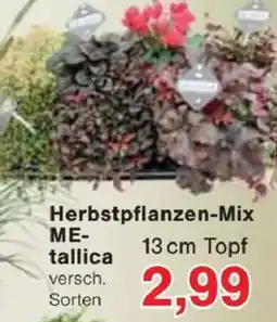 Jawoll Herbstpflanzen-Mix Metallica Angebot