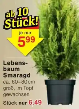 Jawoll Lebensbaum Smaragd Angebot